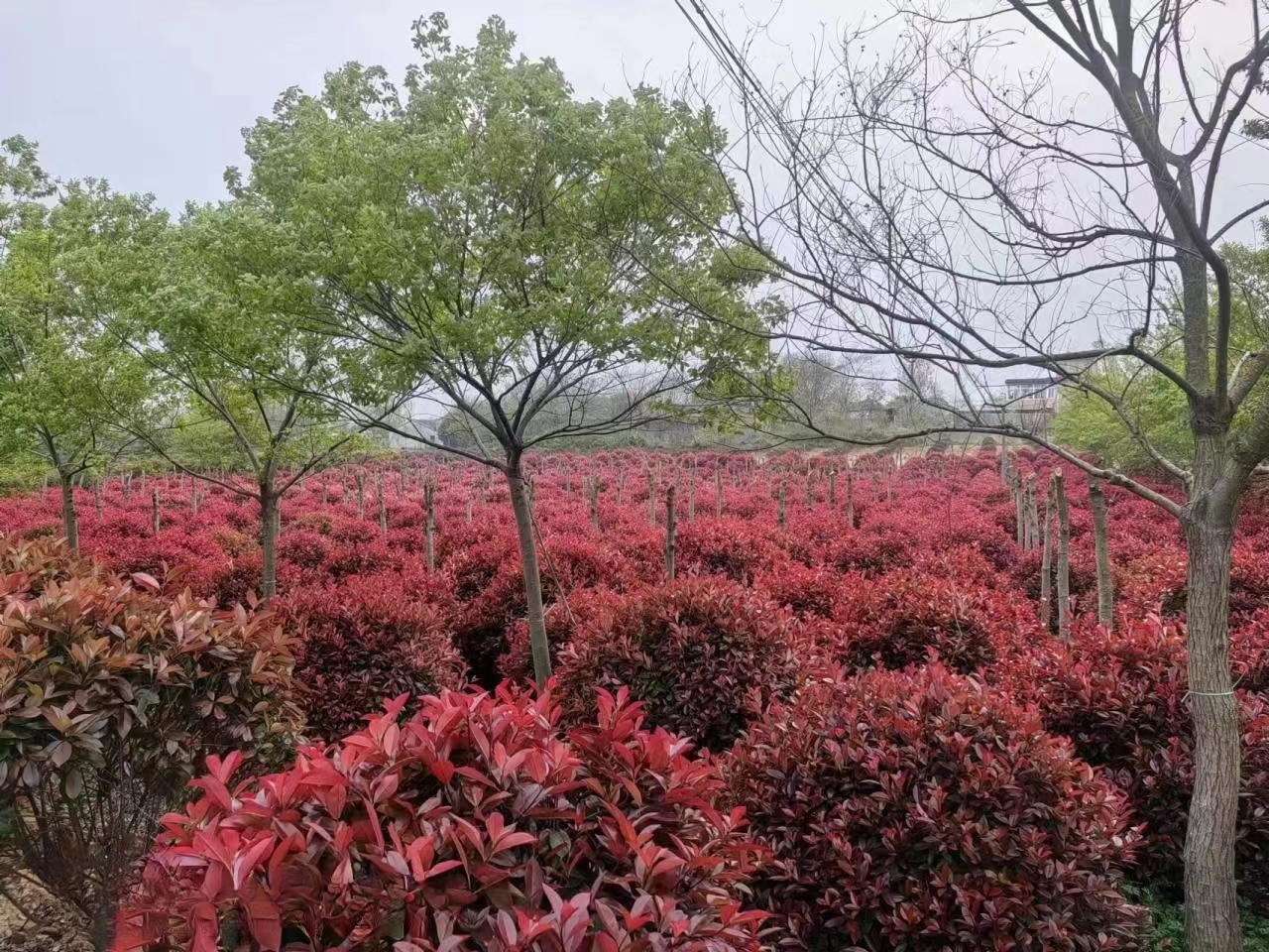 認(rèn)真做綠化人請(qǐng)您來(lái)場(chǎng)地喝茶，吃鐵鍋燉大鵝。